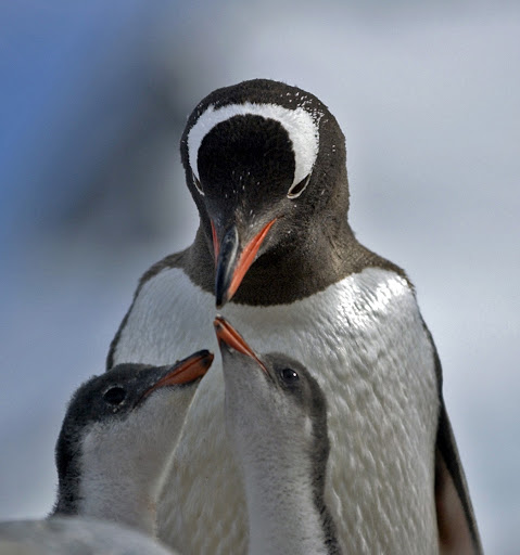 160d2GentooPenguins - Mama and babies.