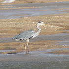 Garça-Branca-Pequena