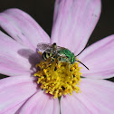 Metallic Green Sweat Bee