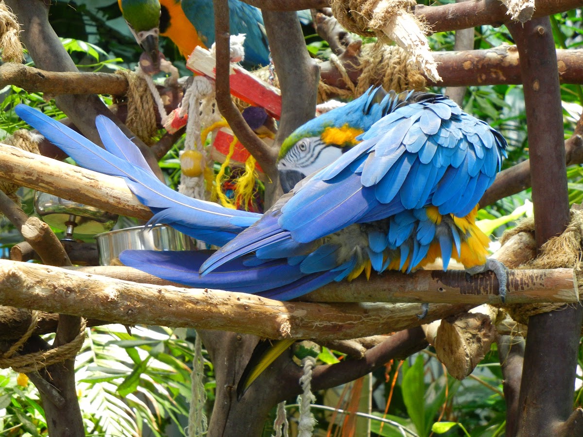 Blue-and-Gold Macaw