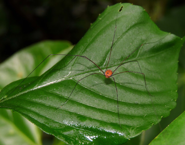 Opilion - Araña Patona | Project Noah