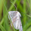Black-veined Moth