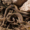 Mountain Garter Snake