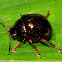Leaf Beetle?