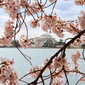 Cherry Blossoms & Jefferson 2 by Joe Proctor - City,  Street & Park City Parks