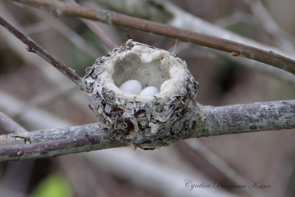 Anna's Hummingbird Eggs