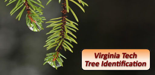 Virginia Tech Tree ID -  apk apps