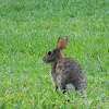 conejo de florida - eastern cottontail