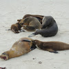Galapagos sea lions (nursing females)