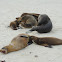 Galapagos sea lions (nursing females)