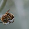 Honey bee (sleeping)