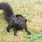 Western Gray Squirrel