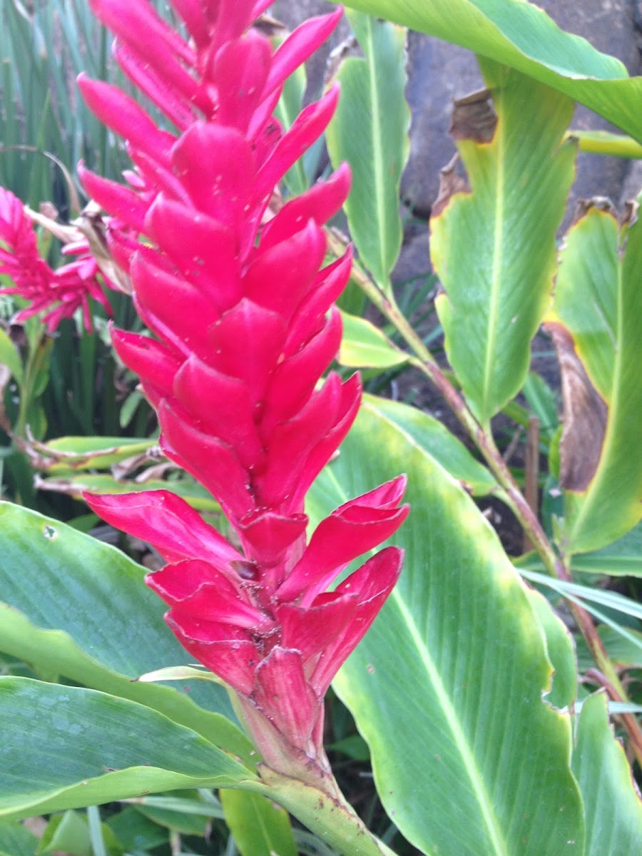 ‘Awapuhi (Red Ginger, Ostrich Plume or Pink Cone Ginger)