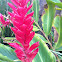 ‘Awapuhi (Red Ginger, Ostrich Plume or Pink Cone Ginger)