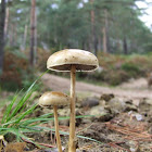Halfglobe mushroom