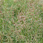 Indian grass