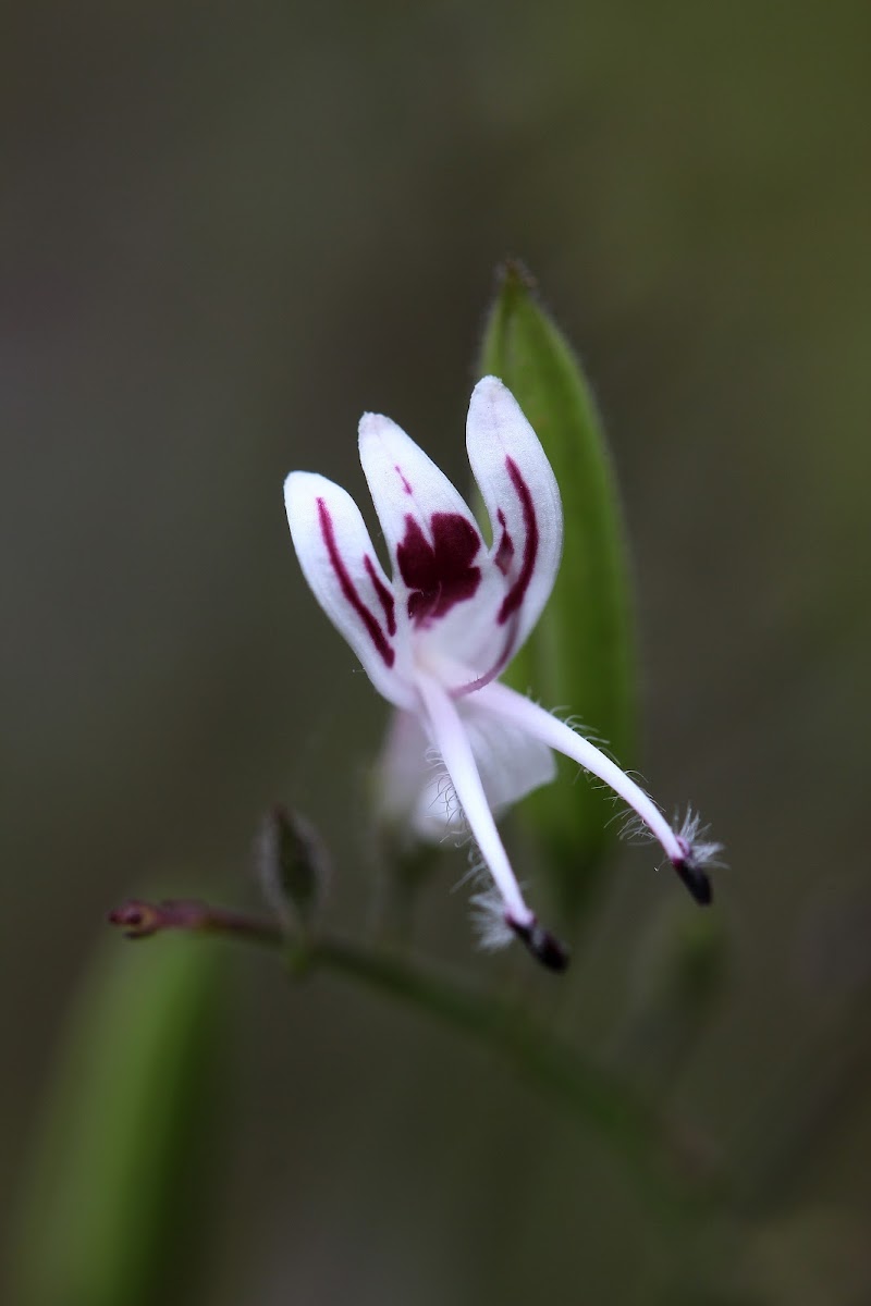Common Andrographis Herb (穿心蓮)