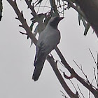 Black-faced Cuckoo-Shrike
