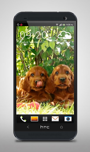 【免費個人化App】Cocker Spaniel Puppies LiveWP-APP點子