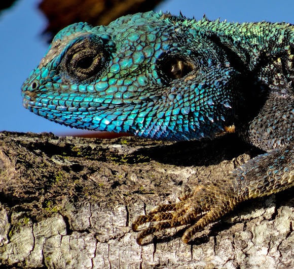 Blue Headed Tree Agama Male Project Noah