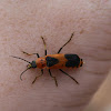 Colorado Soldier Beetle
