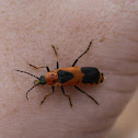 Colorado Soldier Beetle
