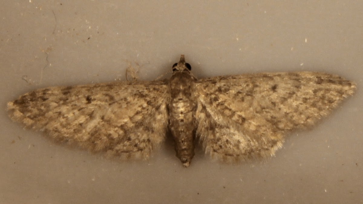 Eupithecia matheri (pug moth)