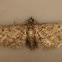Eupithecia matheri (pug moth)