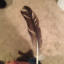 Canadian goose feather
