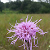 Rough Blazing Star