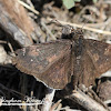 Mournful Duskywing