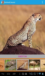 Animal Sound Screenshots 1