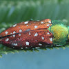 Acacia jewel beetle.