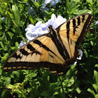 Eastern Tiger Swallowtail