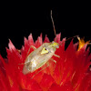 Lygus bug, Seed Bug