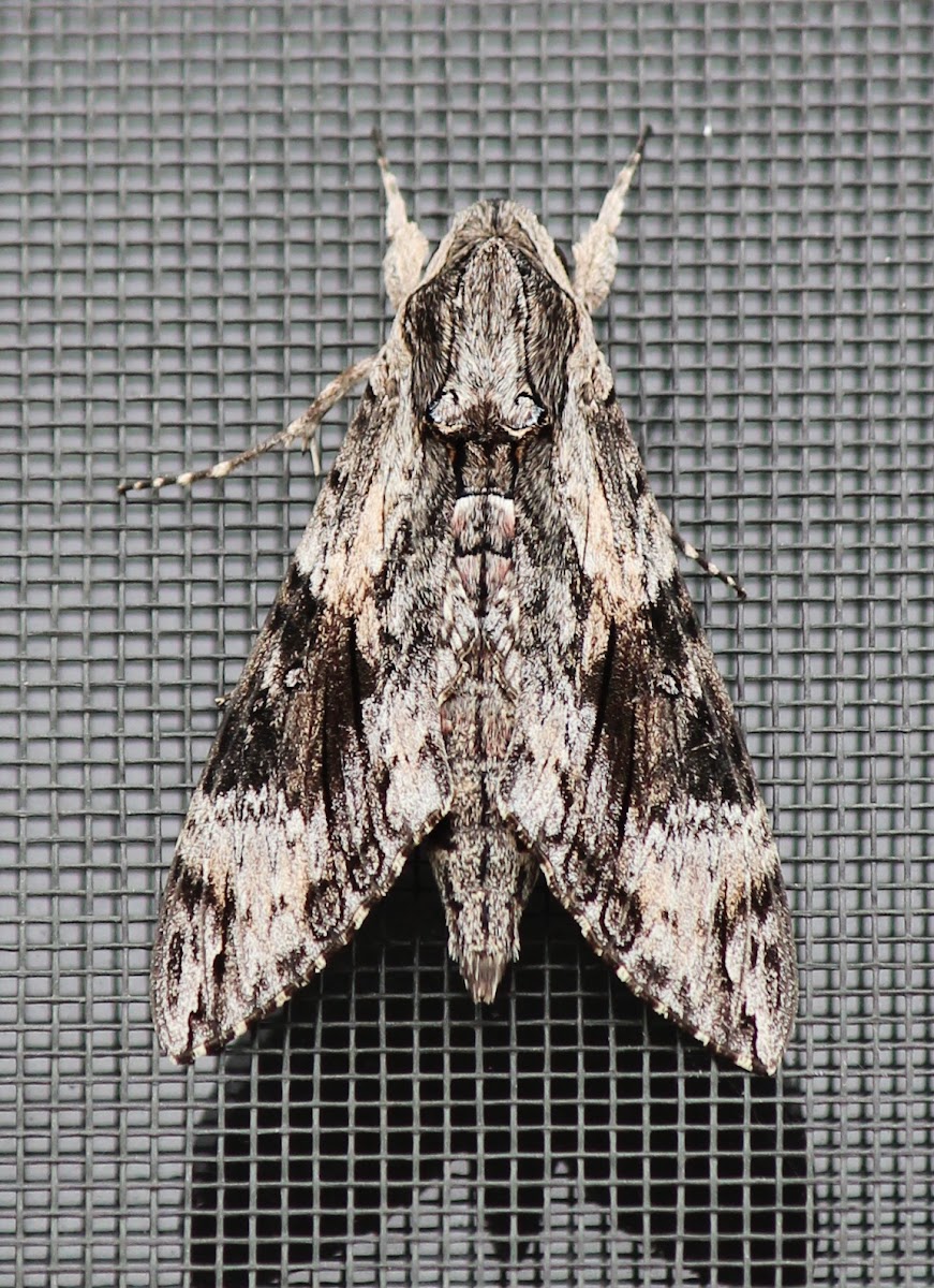 Convolvulus Hawk Moth (male)