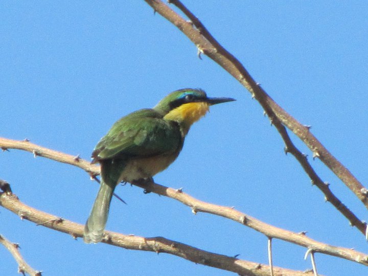 Little Bee-Eater