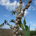 Vineyard snails