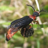 Western Banded Glowworm Beetle