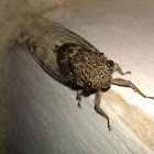 Indian Cicada