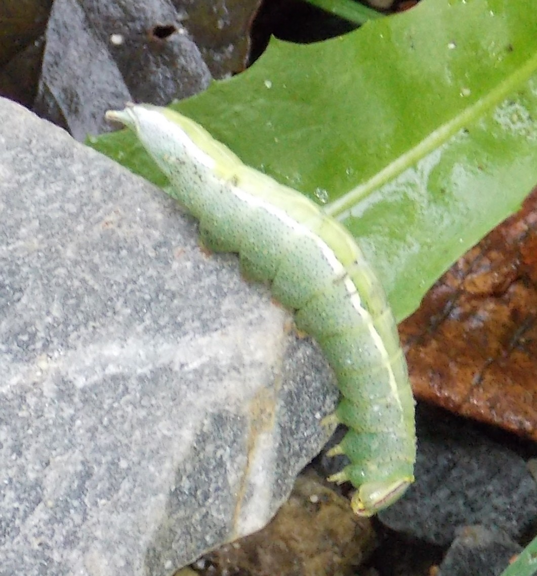 Prominent Moth caterpillar