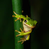 Green tree frog (juveniles)