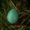 American Robin egg