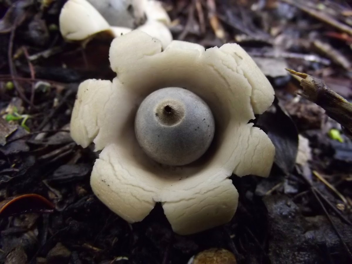 Rounded earth star