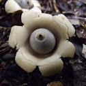 Rounded earth star