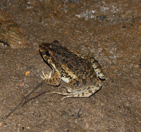 Crabeating Frog Project Noah