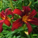 Day Lily