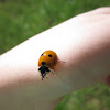 4-spotted Lady Beetle