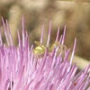 Yellow Flower Crab Spider on California Thistle