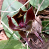 Common Bird Orchid